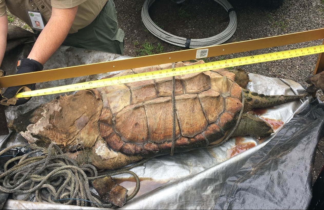 Large Snapping Turtle Found at Center Hill Lake | WOKI-FM